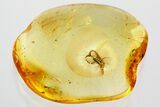 Fossil Ant-Like Leaf Beetle (Palaeocnopus) in Baltic Amber #372527-1